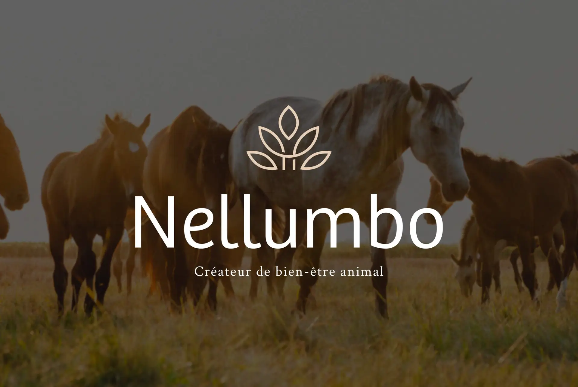 Nellumbo, conception et création du logo, de l'identité visuelle et du site internet par l'agence de communication Shebam, à Dinan, Bretagne